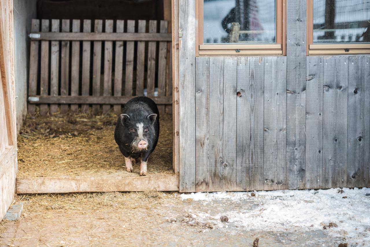 Appartamento Pichlerhof Planca di Sopra Esterno foto