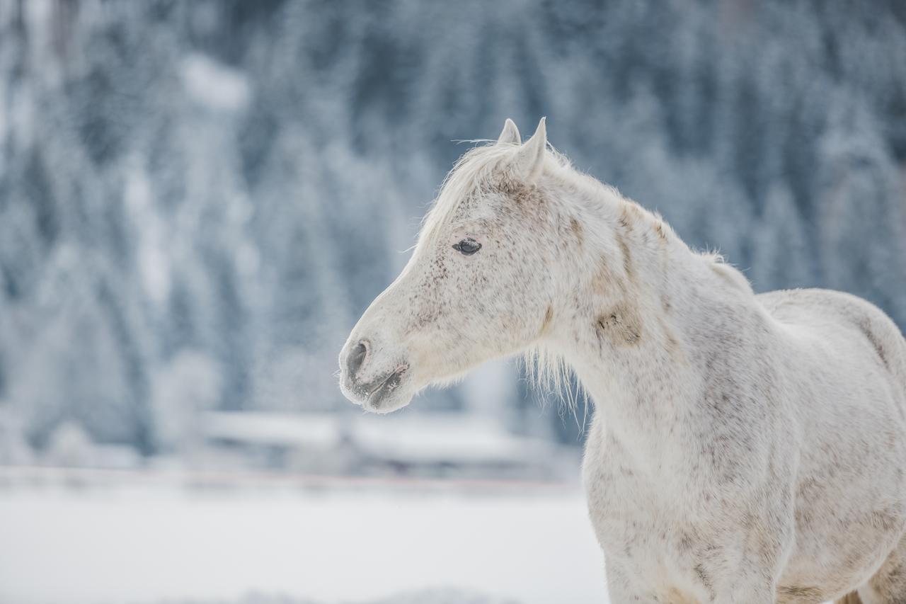 Appartamento Pichlerhof Planca di Sopra Esterno foto